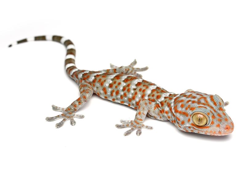 gekon toke Gekko gecko