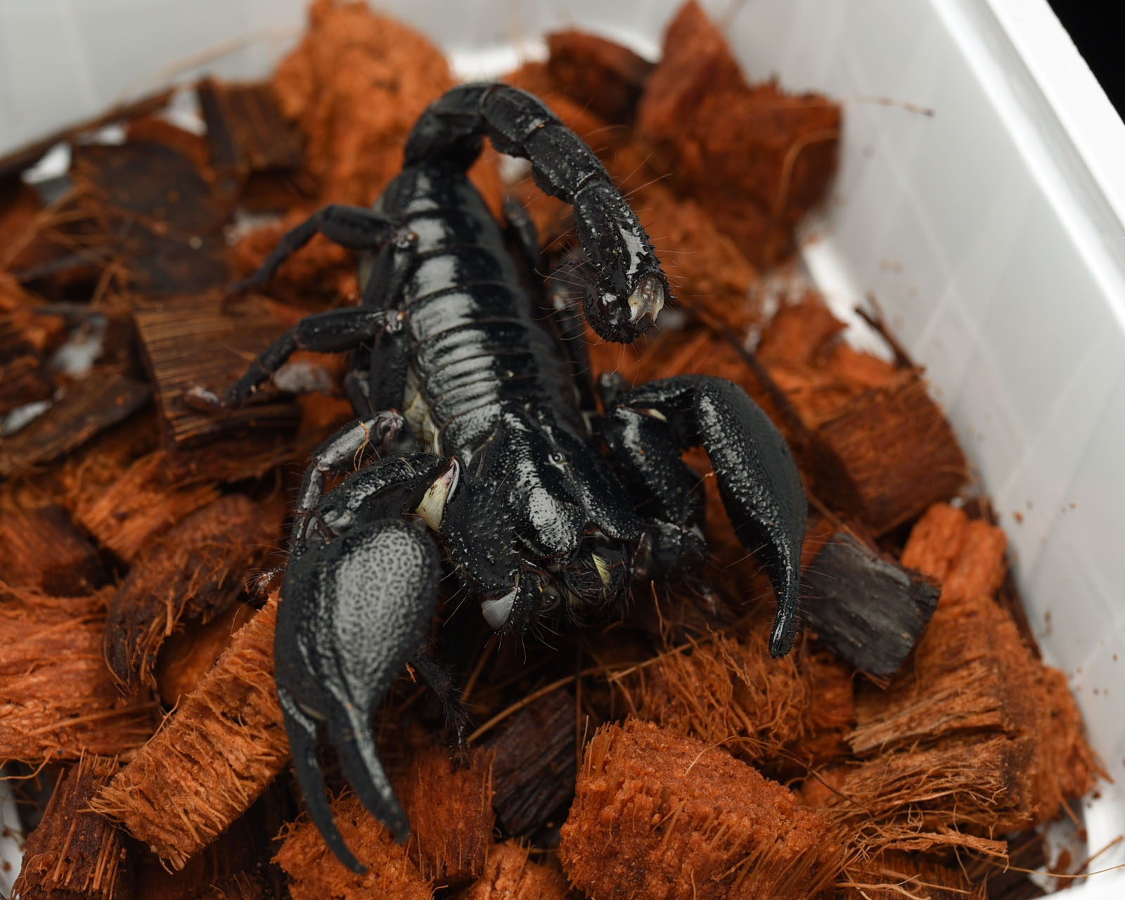skorpion Heterometrus cyaneus