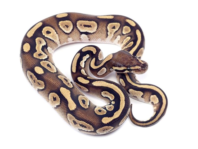 pyton królewski Python regiusr
