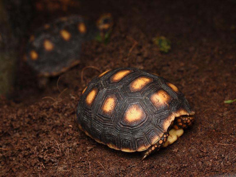 żółw żabuti Chelonoidis carbonarius